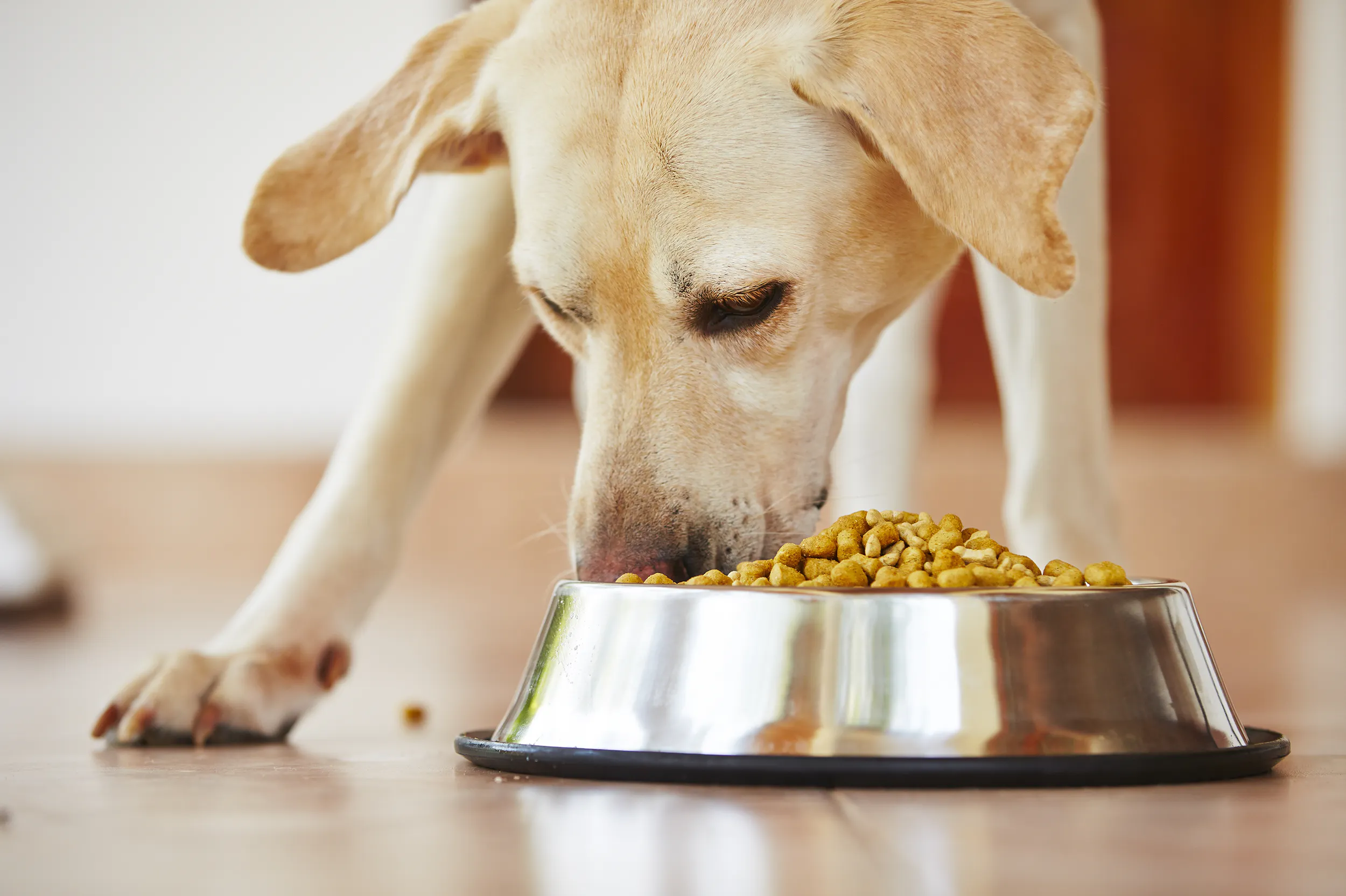 With Adoption Interest Slowing, Pet Owners Focus on Health and Longevity